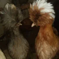 جوجه کاکلی، گلین،لهستانی،محلی