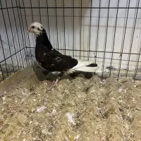 کبوتر پرشی کاکلی|پرنده|ساری, |دیوار