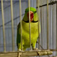 شاه طوطی اسکندر جوان تازه بالغ