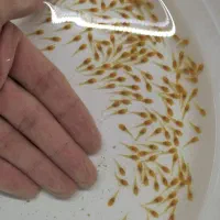 کت فیش پوزه بوته ای نیم بند