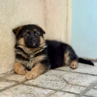 سگ ژرمن شپرد ‌شولاین