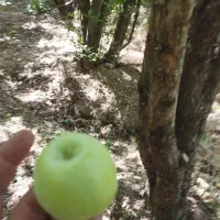 سیب گلاب|خوردنی و آشامیدنی|اصفهان, رسالت|دیوار