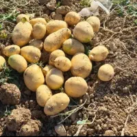 سیبخاکیدرجه.یک۴۰تون|عمدهفروشی|شهرکرد, |دیوار