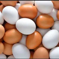 تخم مرغ محلی کاملا ارگانیک