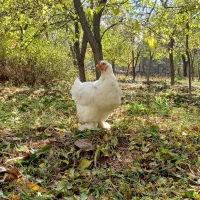 ۵ عدد مرغ برهما لایت و گولد