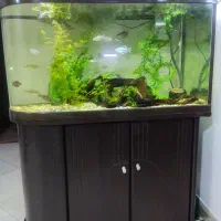 آکواریم یو شکل شرکتی|ماهی|شیراز, شهرک بهشتی|دیوار