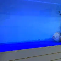 اکواریوم یک متری مجهز|ماهی|خرمآباد, |دیوار