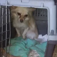 سگ آپارتمانی|سگ|آستانه اشرفیه, |دیوار