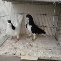 دوجفت سیاه پوش|پرنده|قزوین, |دیوار