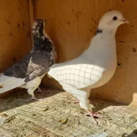 کبوتر معاوضه با سهره|پرنده|تهران, وحیدیه|دیوار