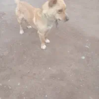 سگ‌پاکوتاه‌بازیگوش