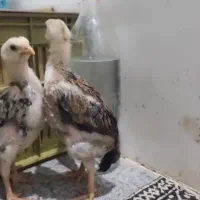 فروش چهار عدد جوجه شامو‌ (لاری ) یک ماهه|حیوانات مزرعه|ارژن, |دیوار