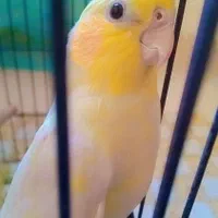 عروس هلندی مولد