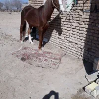 اسب مادیان