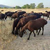 میش چینی قندوزی