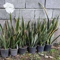 سانسوریا لبه طلایی|گل و گیاه طبیعی|رودبنه, |دیوار