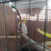 عروس هلندی|پرنده|تهران, بیسیم|دیوار