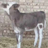 گاو گوساله ماده گوساله نر نوبر|حیوانات مزرعه|مرودشت, کناره|دیوار
