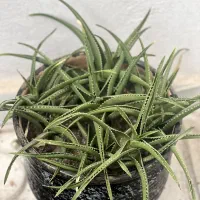 گل طبیعی|گل و گیاه طبیعی|سهند, |دیوار