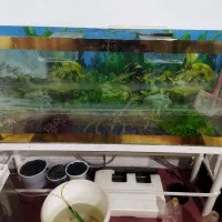 آکواریوم|ماهی|مشهد, رضاشهر|دیوار