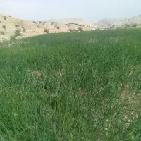 فروش تیم پیازوترپیاز