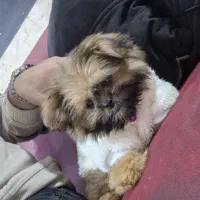 واگذاری و فروش سگ