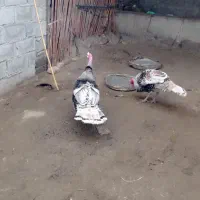 بوقلمون نر فروشی|حیوانات مزرعه|گنبد کاووس, |دیوار