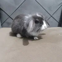 بچه خرگوش لوپ|موش و خرگوش|دورود, |دیوار