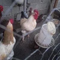 فروش خروس محلی زرنگ|حیوانات مزرعه|لوندویل, |دیوار