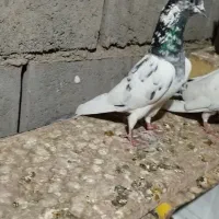 کبوتر کله ای