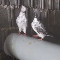 جفت کاکل پرشی زیبا