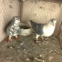 کفتر ساده مگسی|پرنده|مشهد, امیرآباد|دیوار