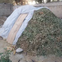 علوفه گاو وگوسفند|لوازم جانبی حیوانات|کرج, شهرک رضوانیه|دیوار