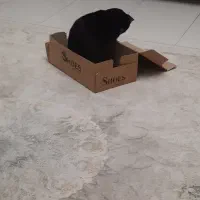 واگذاری گربه تاکسیدو|گربه|رشت, علی آباد|دیوار