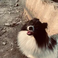 گمشده سگ|حیوانات|بندرعباس, |دیوار