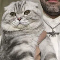 اسکاتیش نر جهت ماده