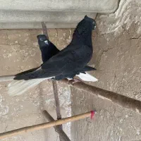 نرماده زاغ دم سفید