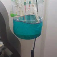 دوعدد عروس هلندی با تمام وسایل|پرنده|لنگرود, |دیوار