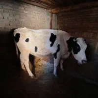 گاوه شیر ده وتلیسه|حیوانات مزرعه|بجنورد, |دیوار