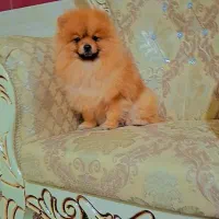 پامر خرسی|سگ|رشت, گلسار|دیوار