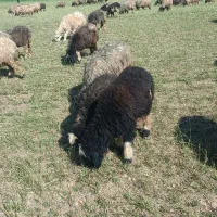 دو عدد شیشک داشتی|حیوانات مزرعه|میانکوه, |دیوار