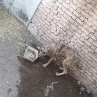 سگ افغان