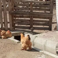 مرغ و خروس برهما گلد