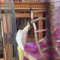 عروس هلندی لوتینو ماده|پرنده|قزوین, |دیوار