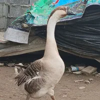 قوغاز اصیل|حیوانات مزرعه|سورک, |دیوار