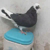 کبوتر|پرنده|شاهرود, |دیوار