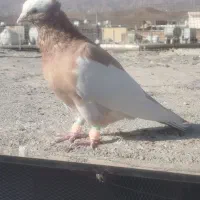 کبوتر