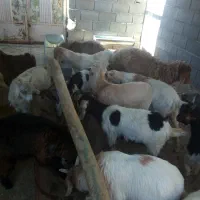 بزغاله|حیوانات مزرعه|شهرضا, |دیوار