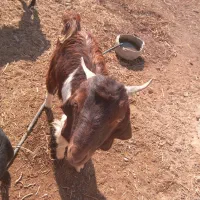 کهر نر|حیوانات مزرعه|زهک, |دیوار