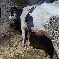گاو و گوساله نر